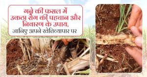 Symptoms, causes, and control of red rot disease in sugarcane crops